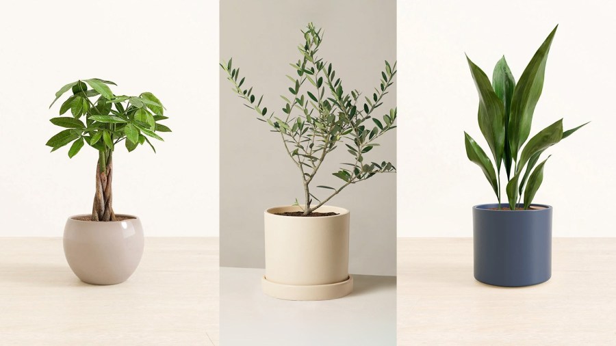 easyplant/The Sill / Pet-friendly houseplants to liven up your space for spring