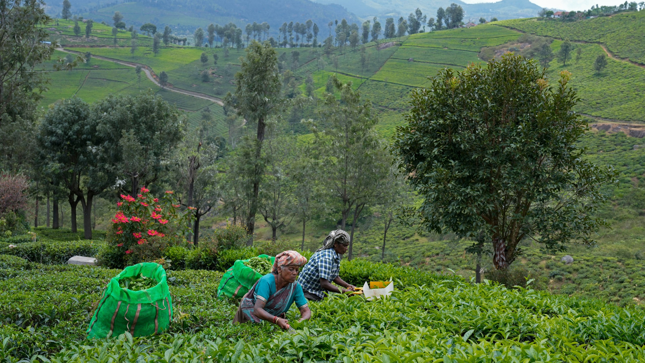 Workers pluck tea leaves using cutters at a tea estate in Nilgiris district, India, Wednesday, Sept. 25, 2024. (AP Photo/Aijaz Rahi)