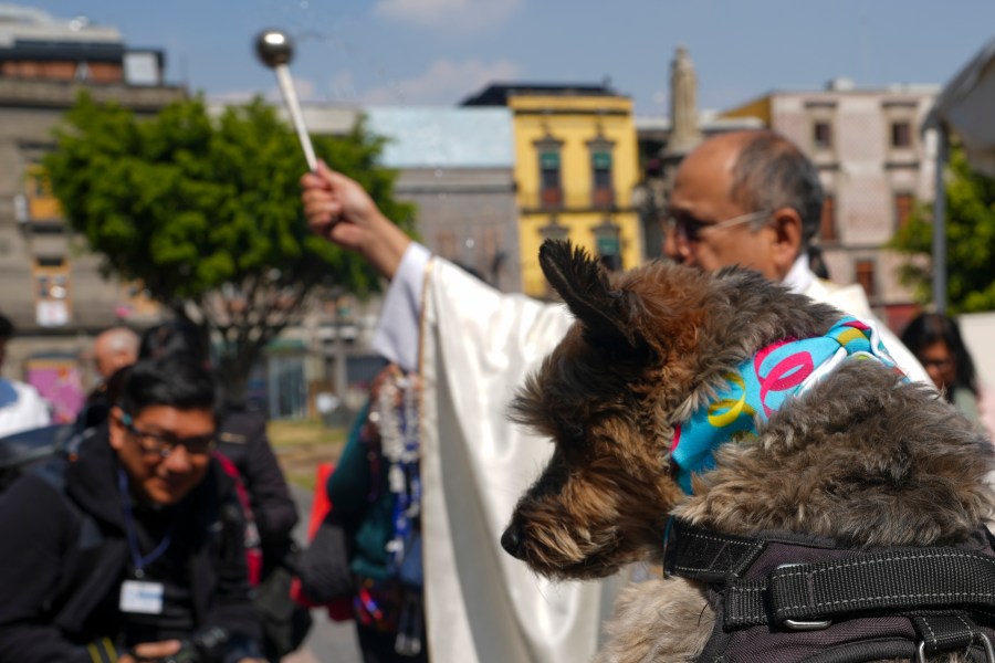 Rev. José Antonio Carballo, rector of the Metropolitan Cathedral, celebrates the annual blessing of the animals Mass at Mexico City's Metropolitan Cathedral, Friday, Jan. 17, 2025. (AP Photo/Marco Ugarte)