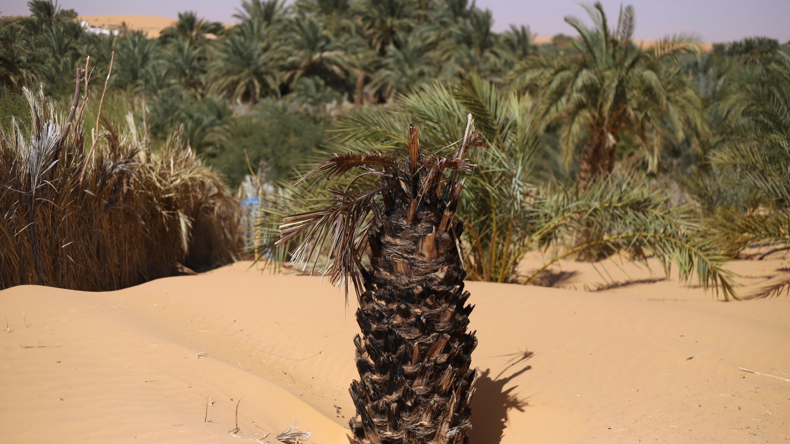 A dead palm tree trunk sits submerged in sand in Chinguetti, Mauritania on Feb. 4, 2025. (AP Photo/Khaled Moulay)